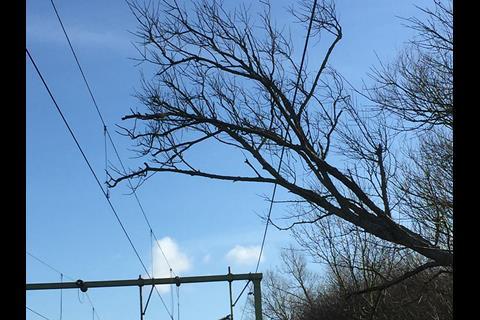 Network Rail has awarded contracts for the provision of lineside tree inspection services.